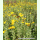 Pulicaria dysenterica - Großes Flohkraut (Saatgut)
