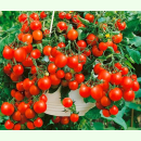 Tomate Tumbling Tom Red - Hänge-Tomate (Bio-Saatgut)