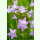 Campanula patula - Wiesen-Glockenblume (Bio-Saatgut)