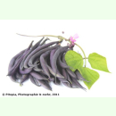 Bohne Purple Teepee - Buschbohne (Bio-Saatgut)
