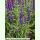 Salvia farinacea Blue Bedder - Ähriger Salbei (Saatgut)