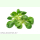 Salat Dunkelgrüner vollherziger 2 - Feldsalat (Bio-Saatgut)