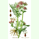 Valeriana officinalis Wildform - Baldrian (Saatgut)