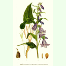 Campanula rapunculoides - Acker-Glockenblume (Saatgut)