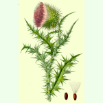 Carduus nutans - Nickende Distel (Saatgut)