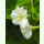 Mirabilis jalapa Belle de nuit - Wunderblume (Bio-Saatgut)