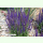 Salvia nemorosa Violettkönigin - Blauvioletter Hain-Salbei (Saatgut)