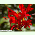 Crocosmia crocosmiiflora Lucifer - Montbretie (Pflanzgut Frühjahr)