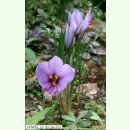 Crocus sativus - Safran-Krokus (Bio-Pflanzgut 7/8)