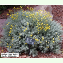 Santolina chamaecyparissus ssp. tomentosa - Graues...