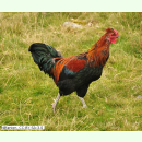 Hühnerauslauf - Mischung für Wechselweiden...