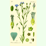 Linum usitatissimum Blaues Wunder - Öllein (Bio-Saatgut)