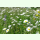 Blumen- und Kräuterrasen II BIO - Wildblumen-Mischung (Bio-Saatgut)