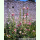 Alcea pallida - Bleiche Stockrose (Saatgut)