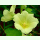 Alcea rugosa - Russische Stockrose (Bio-Saatgut)