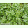 Coriandrum sativum Typ Slowbolt - Blatt-Koriander (Bio-Saatgut)