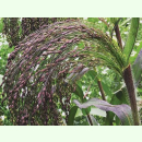 Panicum miliaceum Violaceum - Goldhirse (Saatgut)