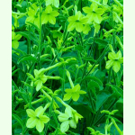 Nicotiana alata Lime Green - Ziertabak (Saatgut)