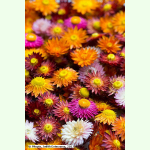 Helichrysum bracteatum Roggli Riesen - Garten-Strohblume (Bio-Saatgut)