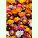 Helichrysum bracteatum Roggli Riesen - Garten-Strohblume...