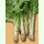 Salat Cracoviensis - Spargelsalat (Bio-Saatgut)