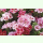 Godetia grandiflora Mischung - Einfachblühende Sommerazalee (Saatgut)