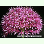 Allium Miami© - Zier-Lauch (Pflanzgut)