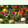 Ranunculus asiaticus Aviv Mix - Päeonienblütige Ranunkel (Pflanzgut)