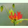 Gloriosa rothschildiana - Ruhmeskrone (Pflanzgut)