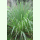 Cymbopogon flexuosus - Zitronengras (Saatgut)