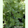 Anredera cordifolia - Madeira-Wein (Pflanzgut)