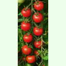Tomate Zuckertraube - Cocktailtomate (Saatgut)