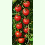 Tomate Zuckertraube - Cocktailtomate (Bio-Saatgut)