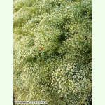 Falcaria vulgaris - Gemeine Sichelmöhre (Bio-Saatgut)