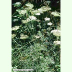 Selinum carvifolia - Kümmel-Silge (Bio-Saatgut)
