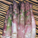 Asparagus officinalis Argenteuil - Spargel (Saatgut)