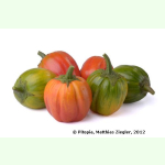 Aubergine Rosso di Napoli - Äthiopische Eierfrucht (Bio-Saatgut)