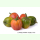 Aubergine Rosso di Napoli - Äthiopische Eierfrucht (Bio-Saatgut)