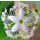 Trichosanthes cucumerina - Schlangenhaargurke (Bio-Saatgut)