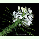 Cleome spinosa Helen Campell - Spinnenblume (Saatgut)