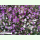 Xeranthemum annuum - Papierblume (Saatgut)