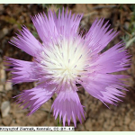 Amberboa moschata Großblumige Mischung - Duft-Flockenblume (Saatgut)