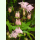 Aquilegia vulgaris - Akelei (Bio-Saatgut)