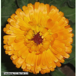 Calendula officinalis Erfurter Orangefarbige - Ringelblume (Saatgut)