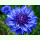 Centaurea cyanus Blauer Junge - Kornblume (Bio-Saatgut)