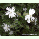 Silene noctiflora - Acker-Lichtnelke (Saatgut)