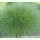 Festuca rubra commutata Kulturform - Horst-Rotschwingel (Saatgut)