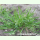 Poa annua - Einjähriges Rispengras (Saatgut)