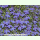Lobelia erinus Cambridge Blue - Männertreu (Saatgut)