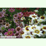 Chrysanthemum carinatum - Bunte Margerite (Saatgut)